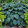 Blue Angel Hosta : 1 Gallon