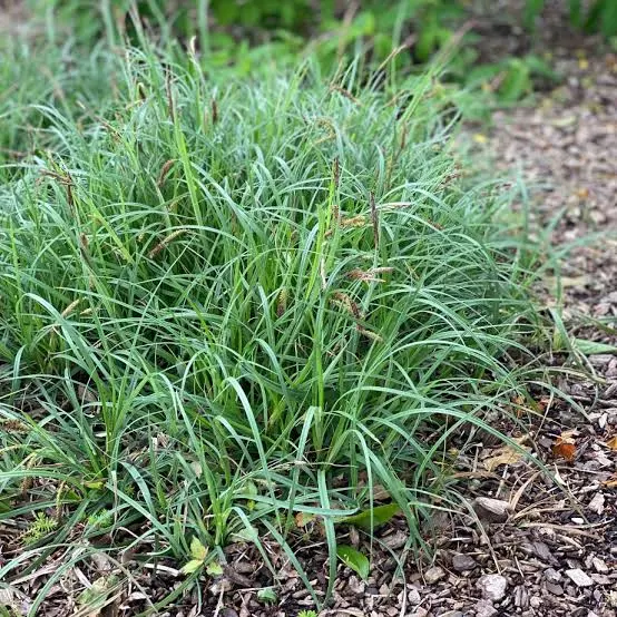 Blue Sedge Grass : 4 Inch Pot