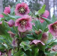 Pine Knot Helleborus : 1 Gallon