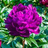 Peter Brand Peony : 3 Gallon