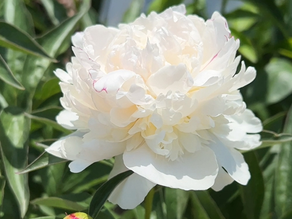 Festiva Maxima Peony : 3 Gallon