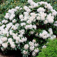 Cunningham White Rhododendron : 3 Gallon
