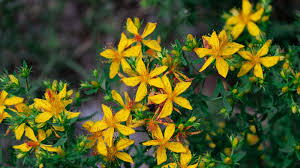 St Johns Wort : 2 Gallon