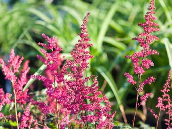 Fanal Astilbe : 1 Gallon
