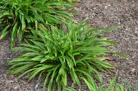 Plains Oval Sedge : 1 Gallon