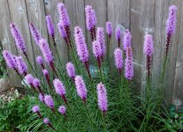 Marsh Blazing Star Liatris : 1 Gallon