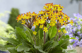 Primula 'Oakleaf Yellow Picotee' : 1 Gallon