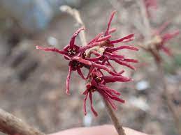 Grape Fizz Witchhazel : 3 Foot