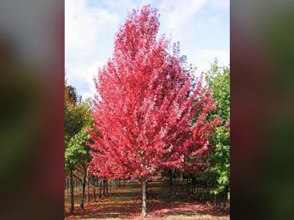 Redpointe Maple : 4 Inch