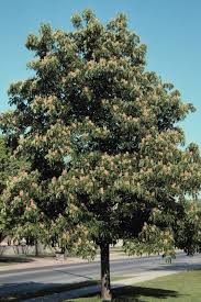 Yellow Buckeye : 5 Inch