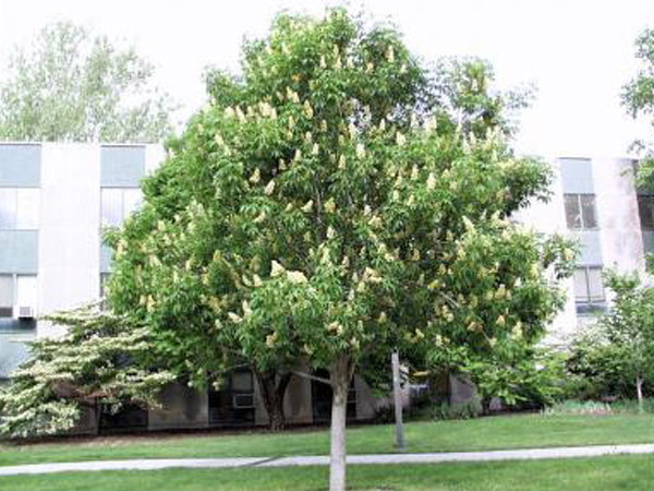 Ohio Buckeye : 5.5 Inch