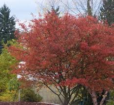 Forest Prince Serviceberry MS : 6 Foot