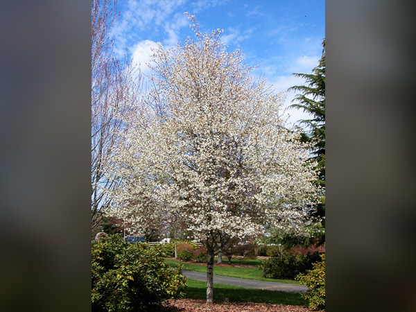 Spring Flurry Serviceberry ® : 1.5 Inch