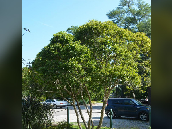 Fox Valley River Birch MS ® : 4 Foot