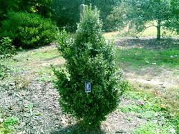 Beaver Creek Boxwood : 18 Inch