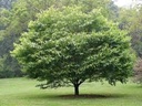 American Hornbeam : 6 Inch