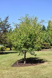 Great Wall Lilac Tree ® : 1.5 Inch