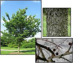 Chicagoland Hackberry : 3.5 Inch