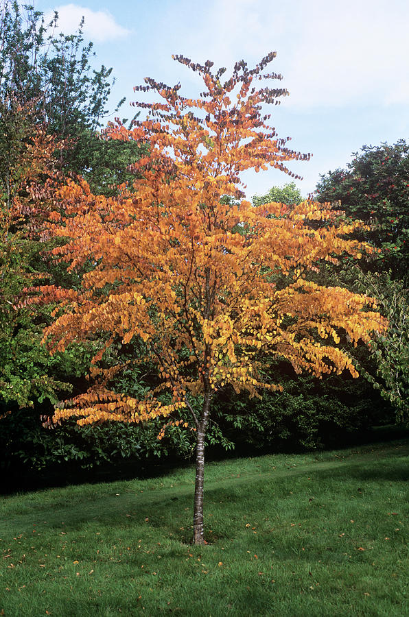 Katsura Tree : 16 Foot