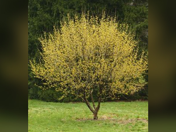 Golden Glory Dogwood : 2.5 Inch