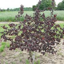 Red Dragon Hazelnut MS : 2 Foot