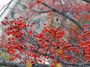Winter King Hawthorn : 4 Inch