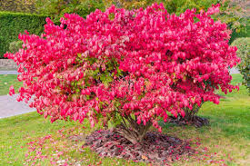Fireball Burning Bush : 18 Inch