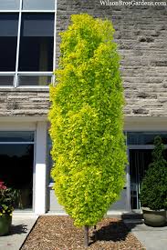 Dawyck Golden Beech : 4 Inch