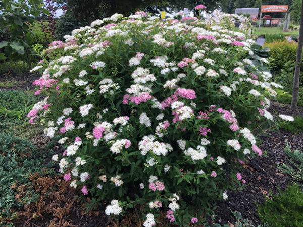 Beaver Creek Fothergilla : 18 Inch