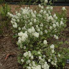 Windy City Fothergilla : 24 Inch
