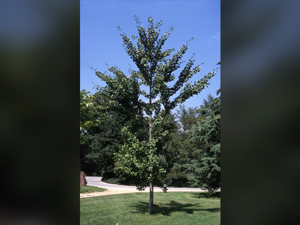 Autumn Gold Ginkgo : 4.5 Inch