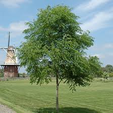 Kentucky Coffeetree : 5 Inch