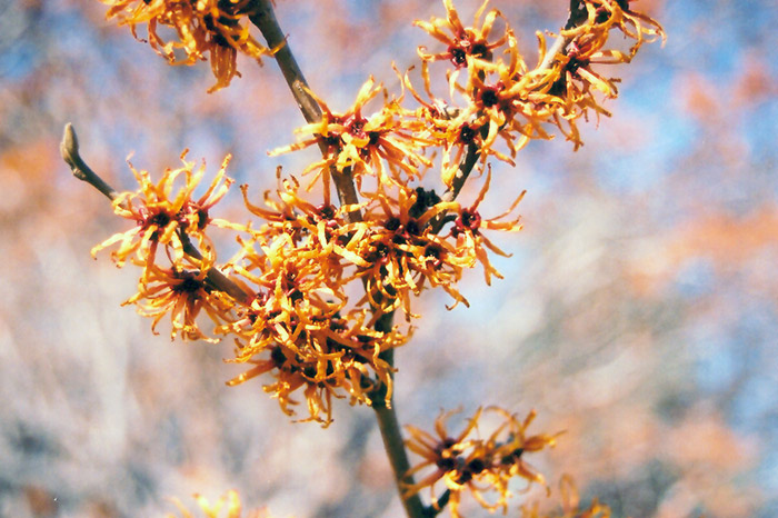 Autumn Embers Witchhazel : 5 Foot