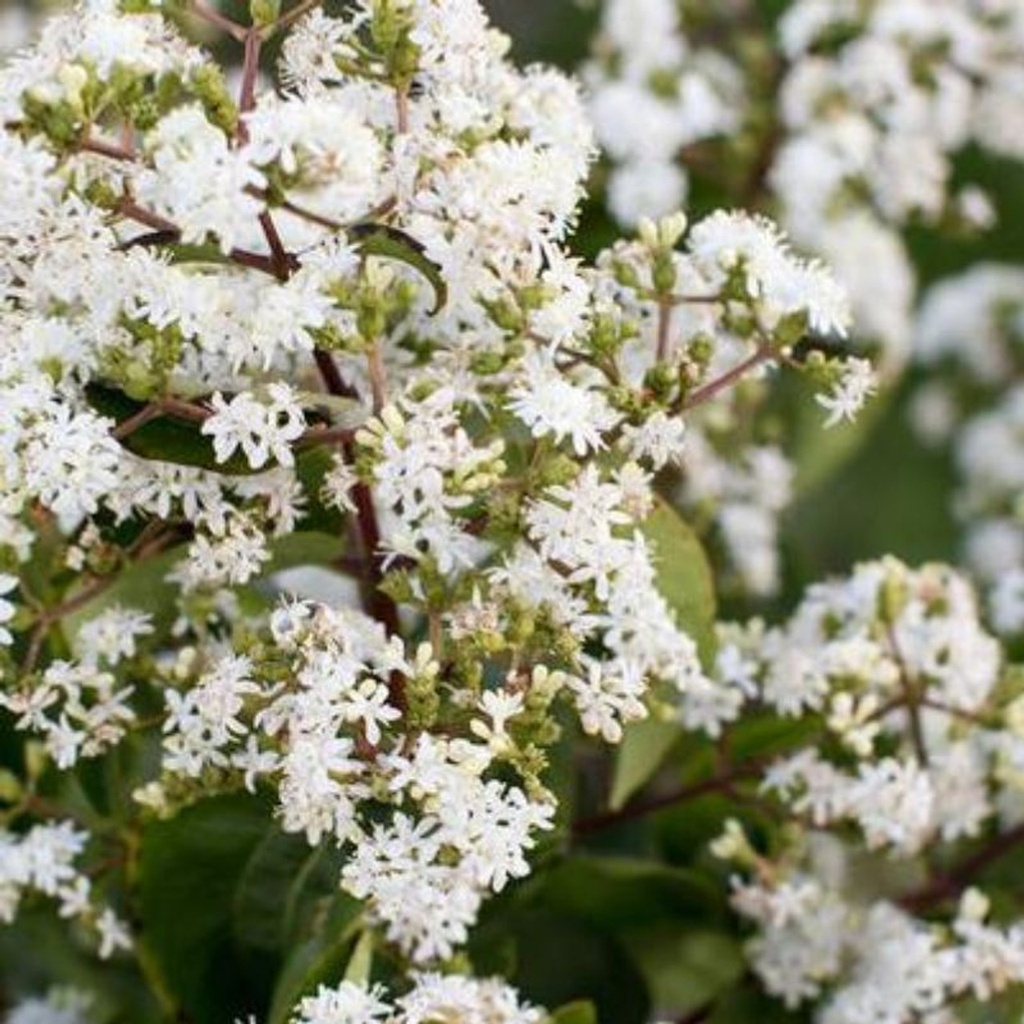 Seven-Son Flower Tree : 12 Foot