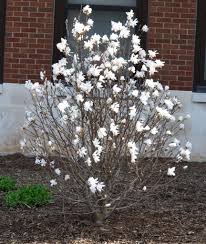 Centennial Magnolia : 5 Foot