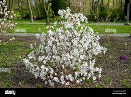 Kikuzaki Magnolia MS : 5 Foot
