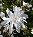 Encore Magnolia MS : 4 Foot