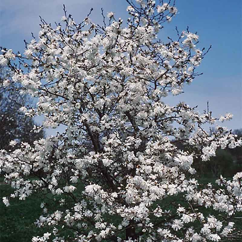 Ballerina Magnolia : 5 Foot