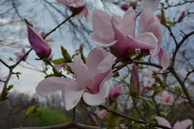 Simple Pleasures Magnolia MS : 4 Foot