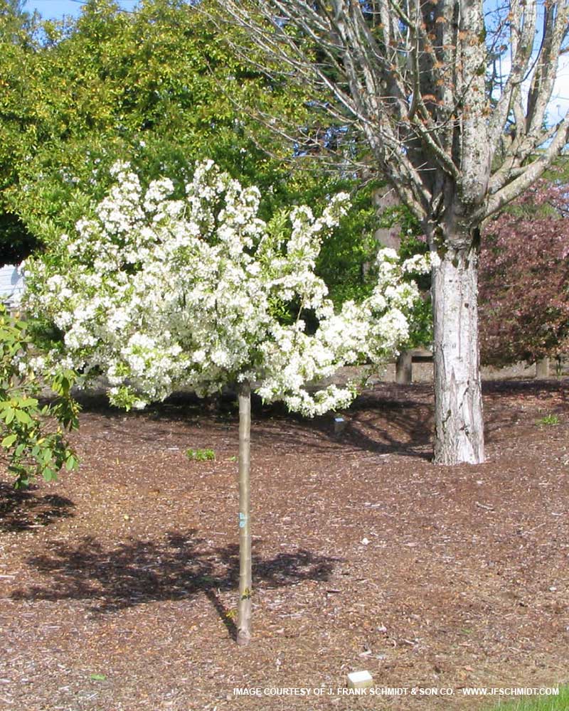 Firebird Crabapple : 4.5 Inch
