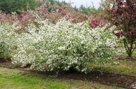 Firebird Crabapple MS : 6 Foot