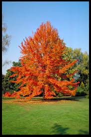 Blackgum : 2 Inch