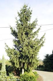 Cincinnata Spruce : 7 Foot