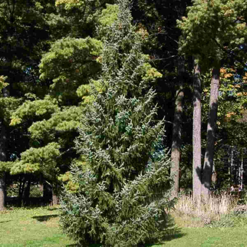 Serbian Spruce : 14 Foot