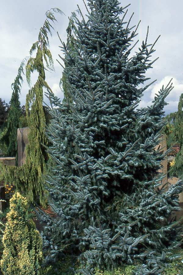 Bruns Spruce : 10 Foot
