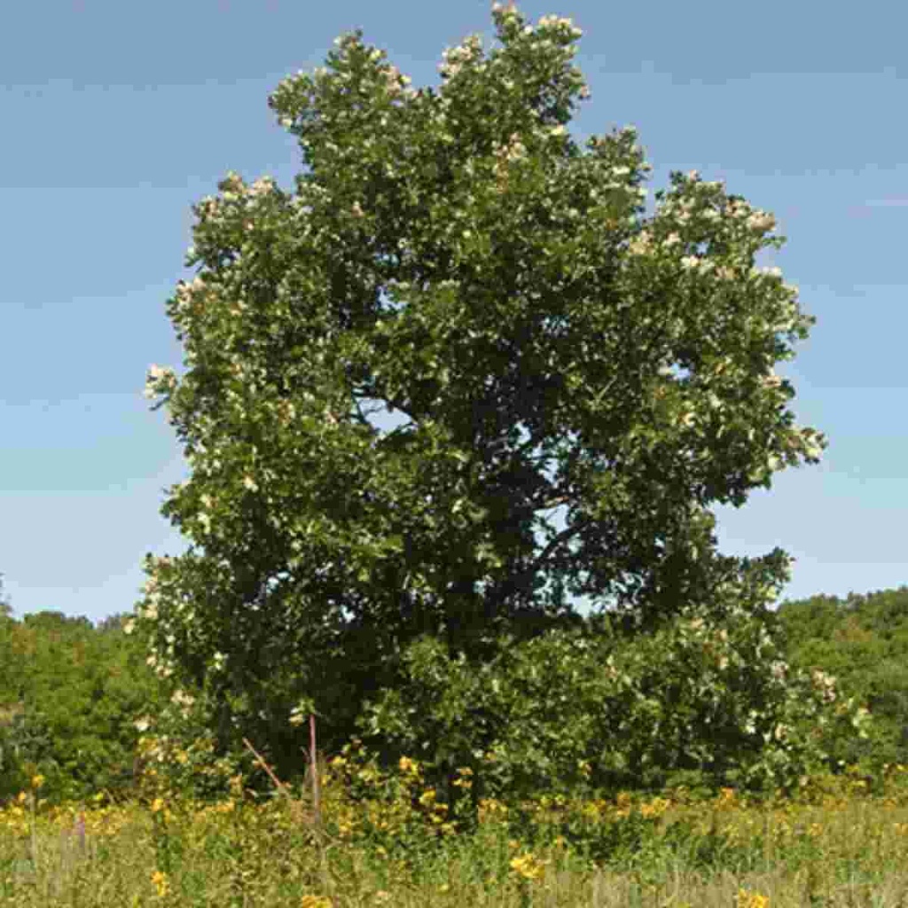 Bur Oak : 4.5 Inch