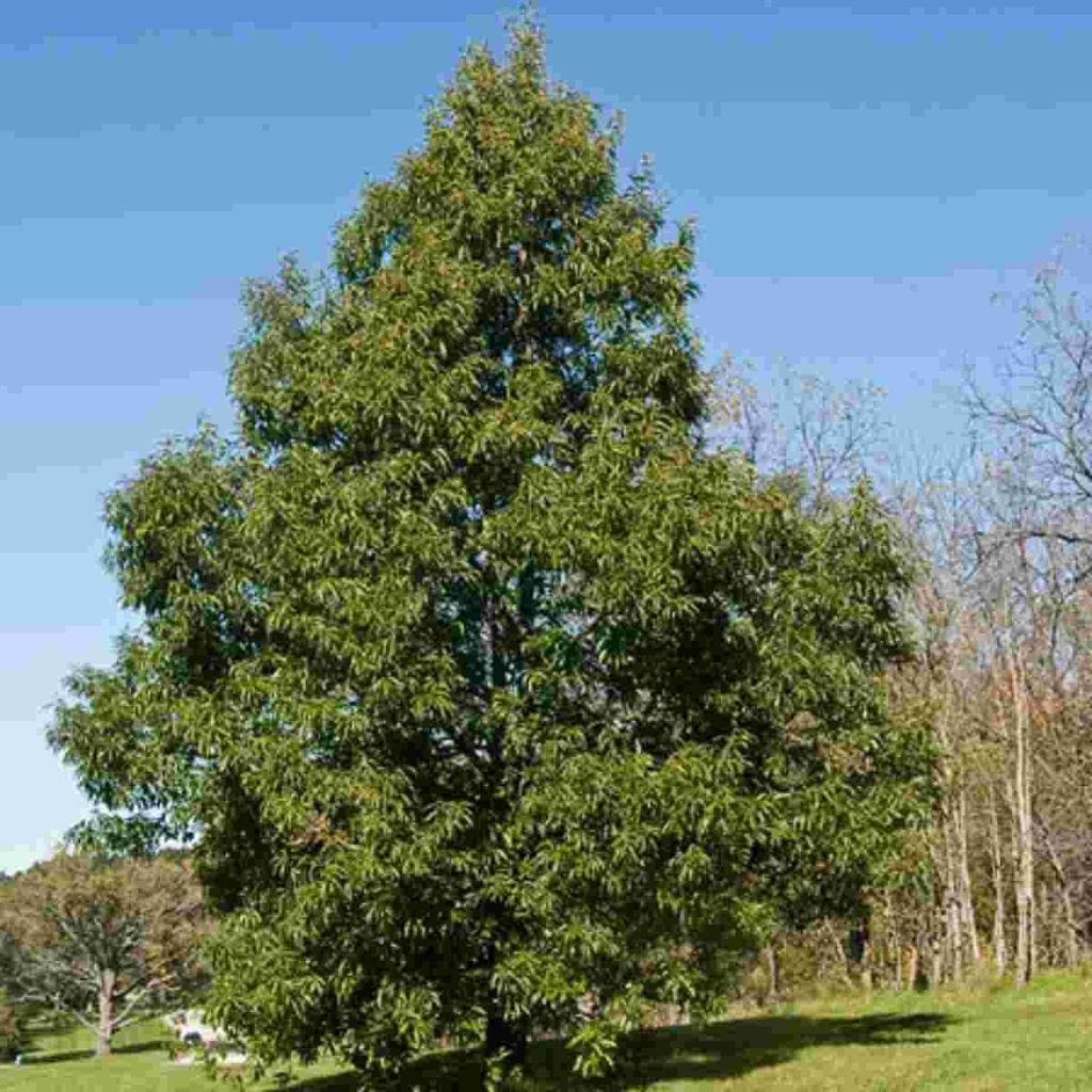 Chinkapin Oak : 4.5 Inch