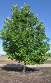 Heritage Oak : 4 Inch