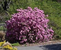PJM ELITE Rhododendron : 24 Inch