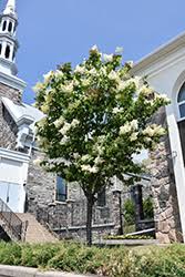 Summer Storm Lilac Tree : 2.5 Inch